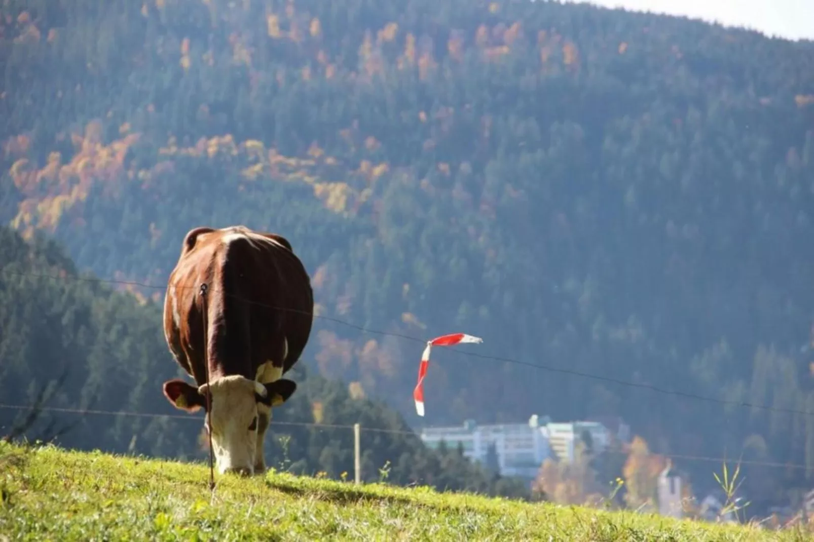 Schwarzwald-Gebiete Sommer 20 km