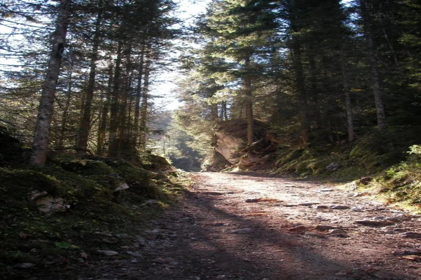 Sonnenblume-Areas within 20km in summer