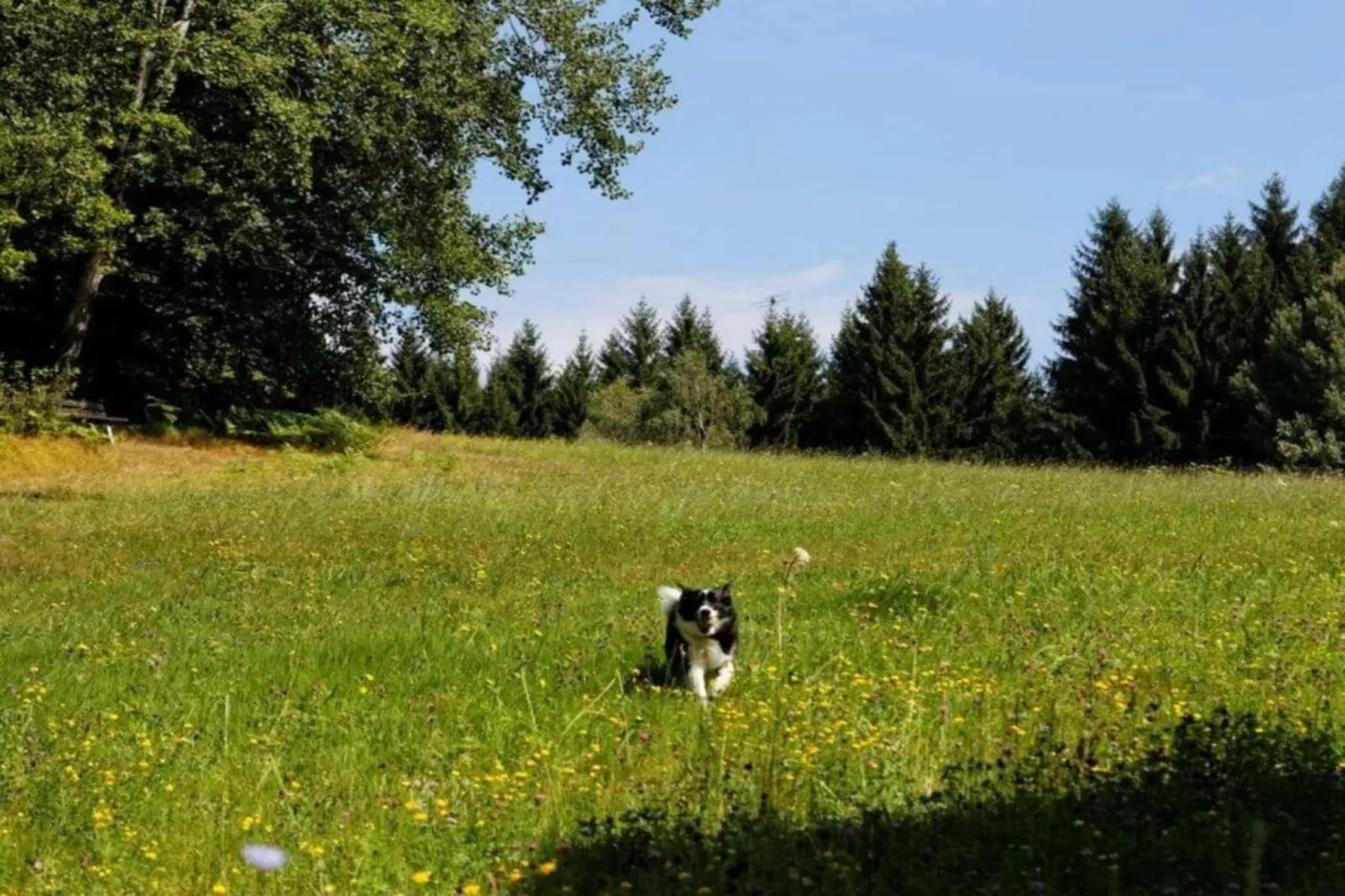 Im Zellertal-Areas within 20km in summer