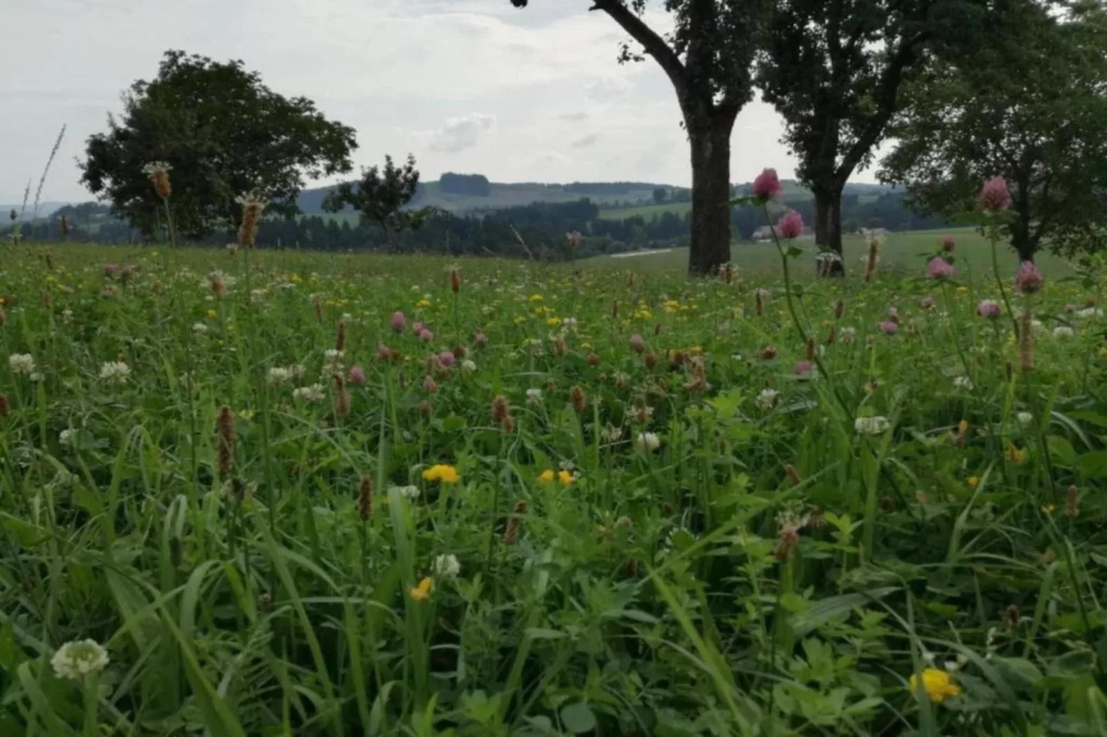 Altenfeld-Areas within 5km in summer