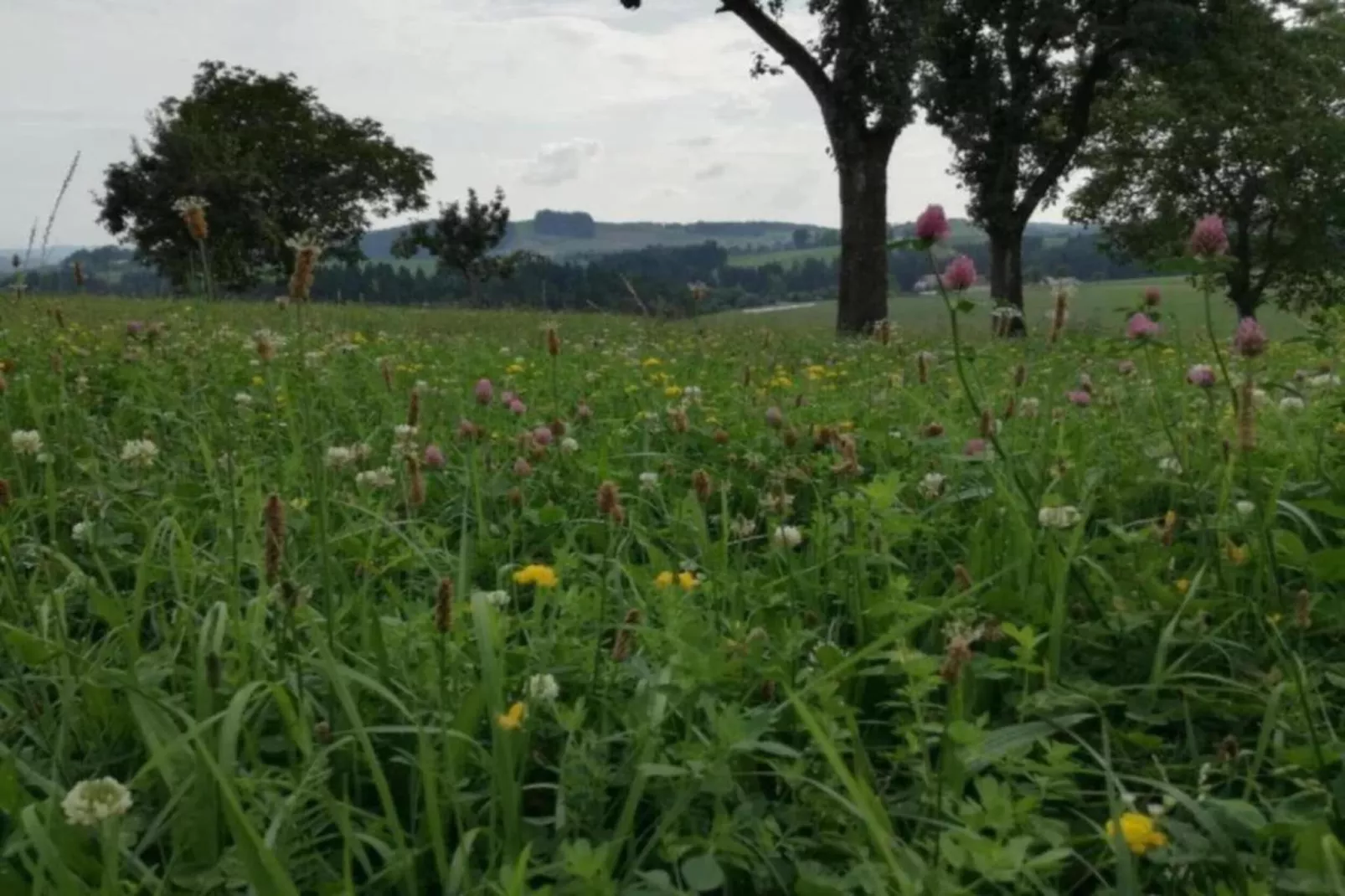 Dorothea-Gebiete Sommer 5 km