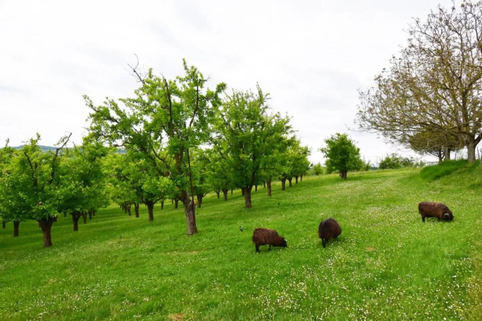 Maison Lamothe-Zones été à 5 km