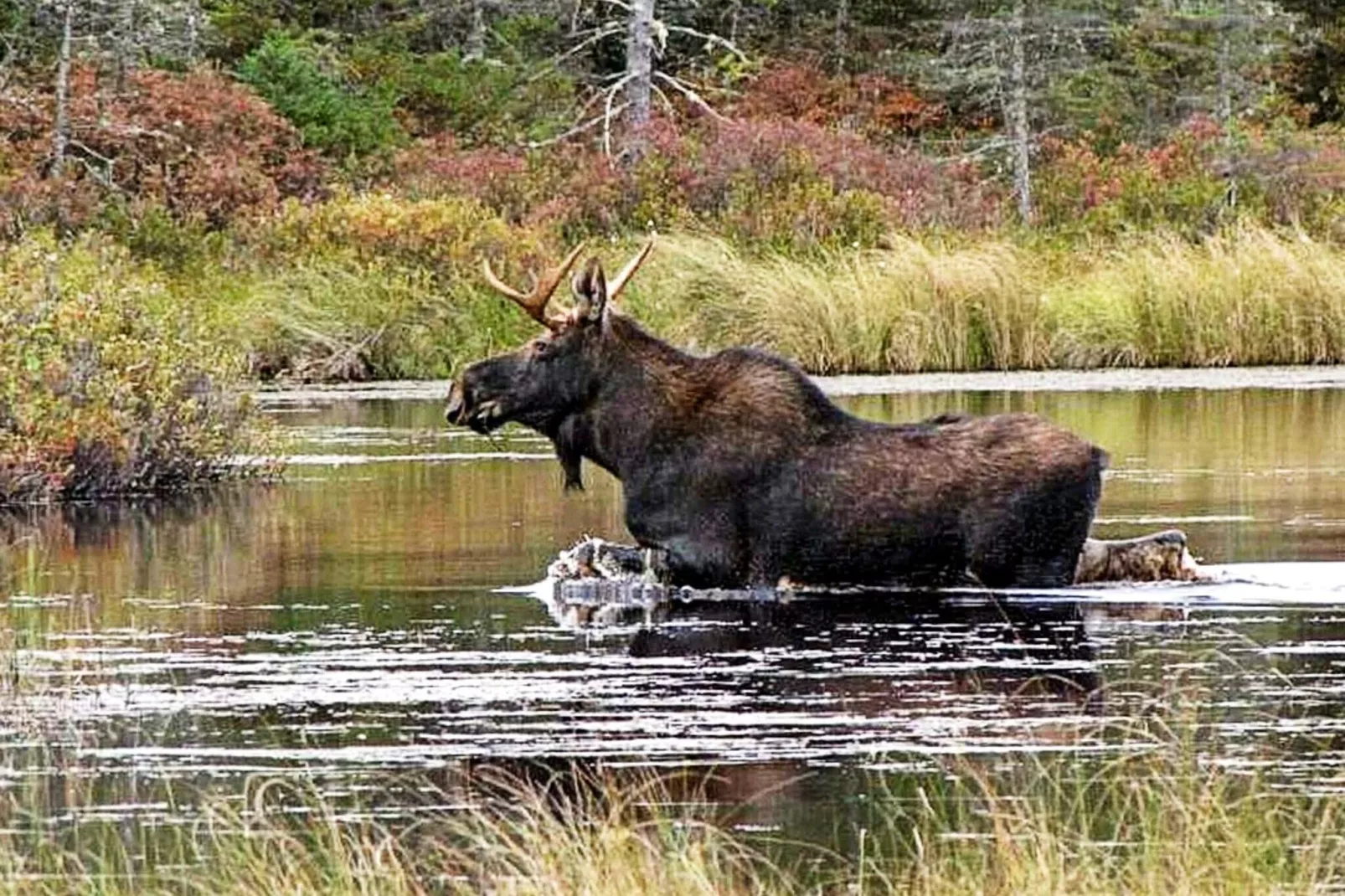 5 Personen Ferienhaus in Fjärås-By Traum-Aussicht