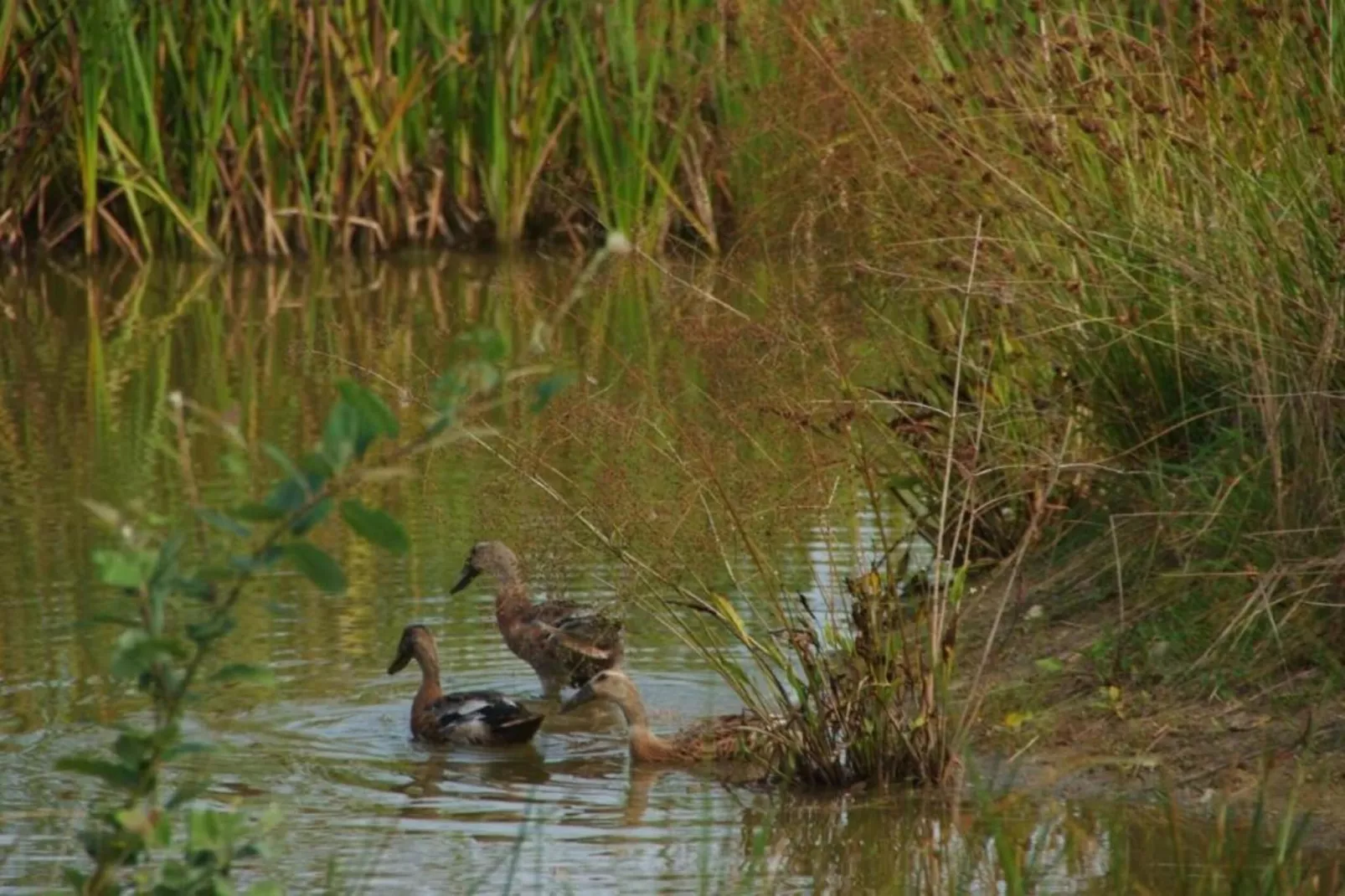 Maison mitoyenne dans un parc animalier proche mer-Gebiete Sommer 20 km