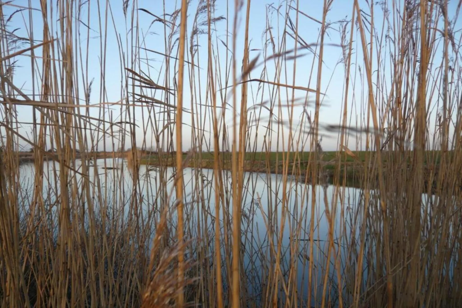 Rainbow Petty-Areas within 20km in summer