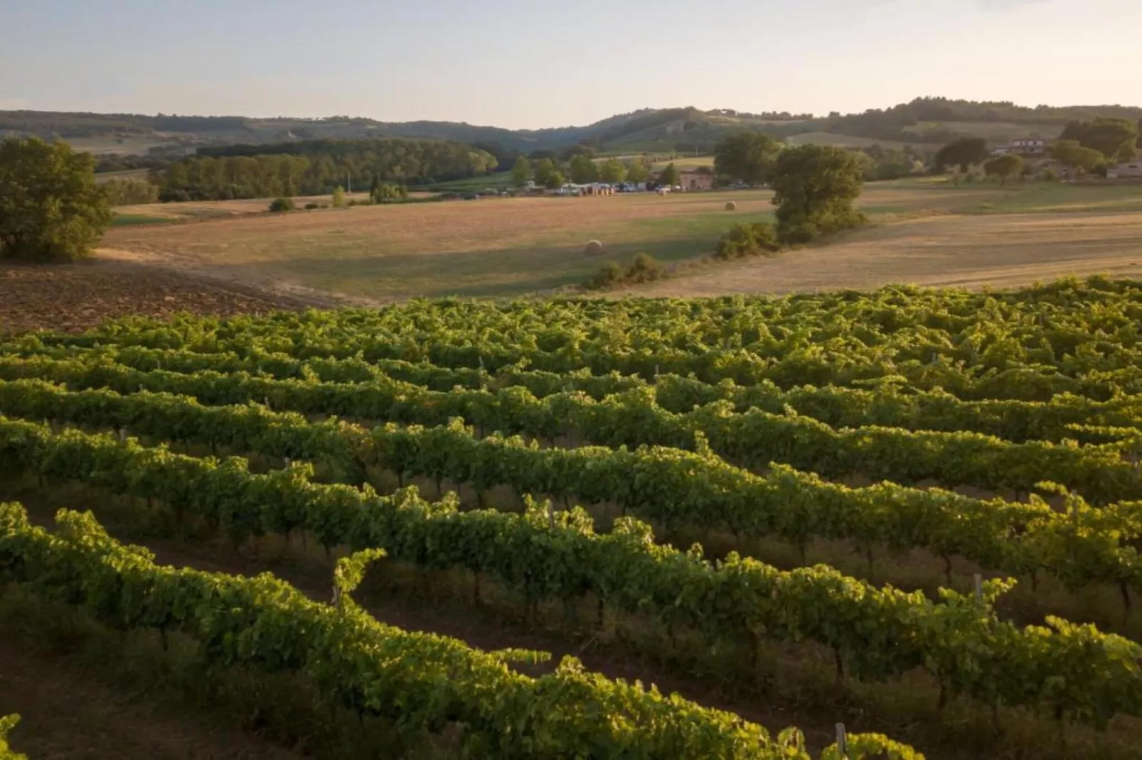 Salvia-Areas within 20km in summer