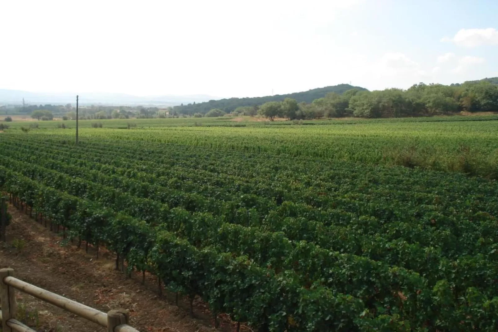 Casa Oleandri-Areas within 5km in summer