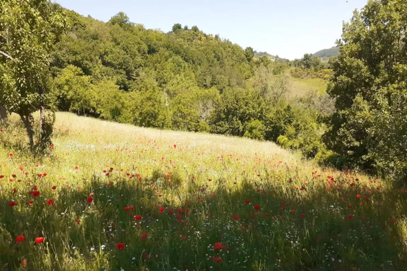 Sangiovese-Areas within 5km in summer