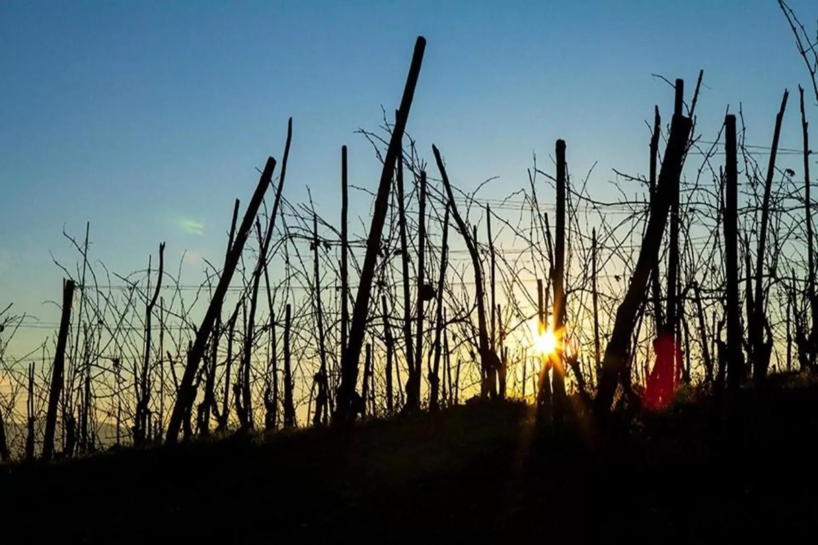 Barolo-Areas within 20km in summer