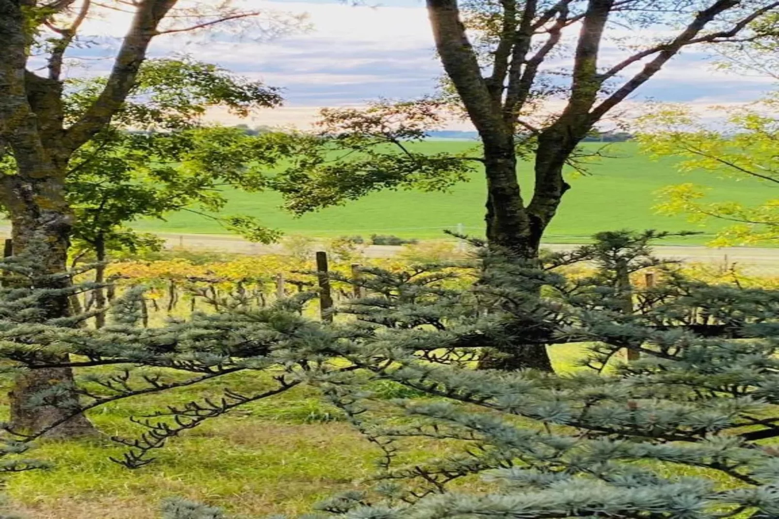 Sandro-Areas within 5km in summer