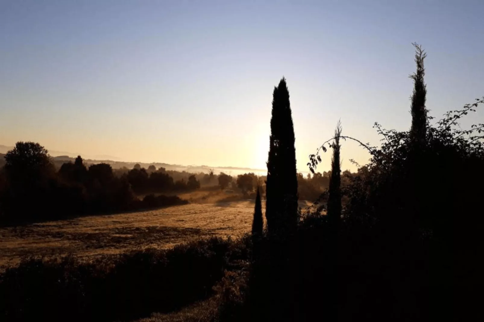 Paulonia-Areas within 20km in summer