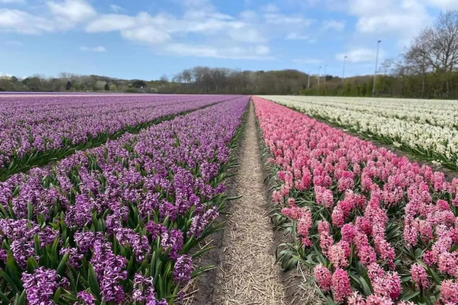 Vakantiehuis De Weide Blick-Gebiete Sommer 5 km