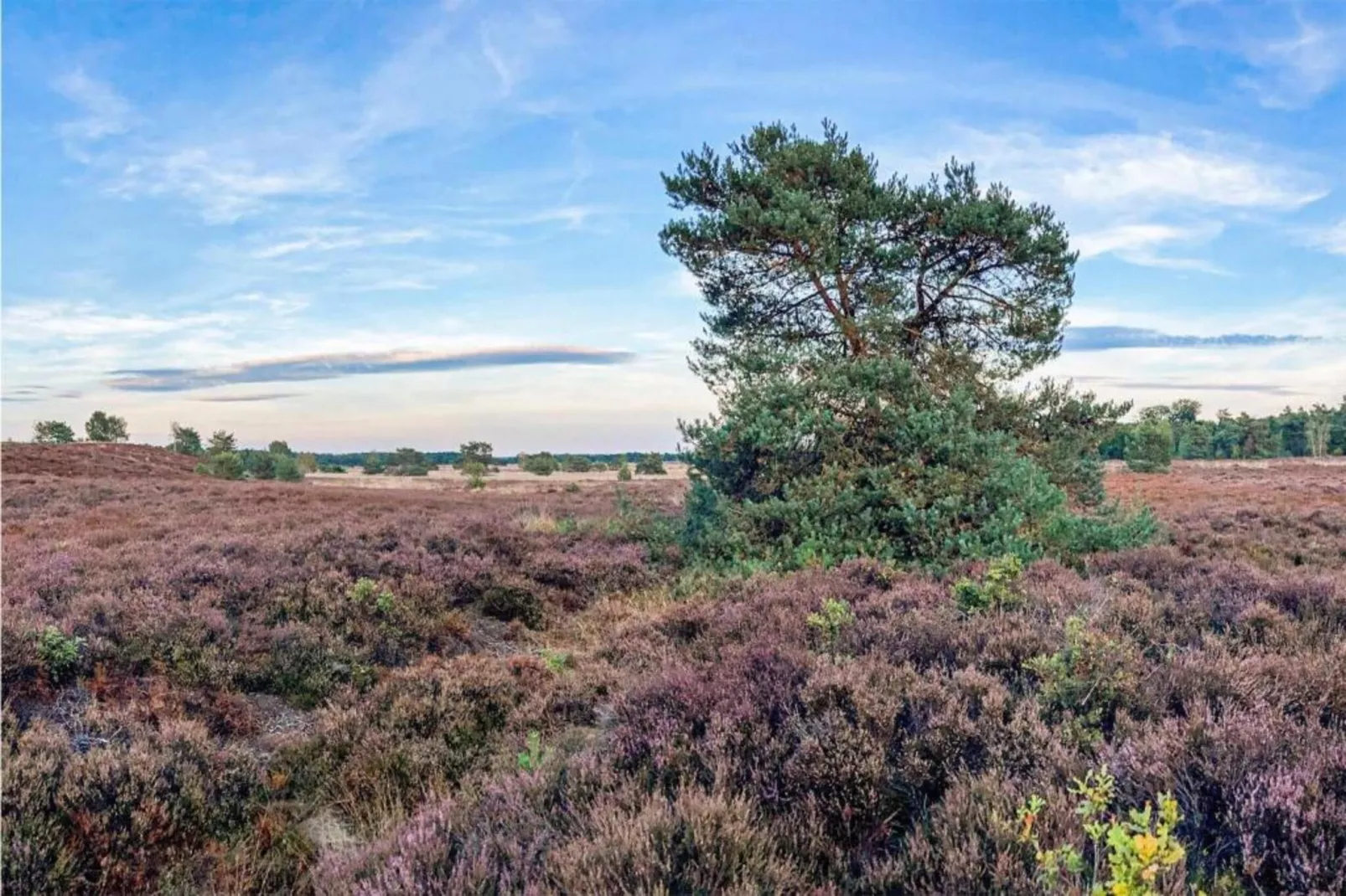 De Veluwse Hoevegaerde 1-Areas within 5km in summer