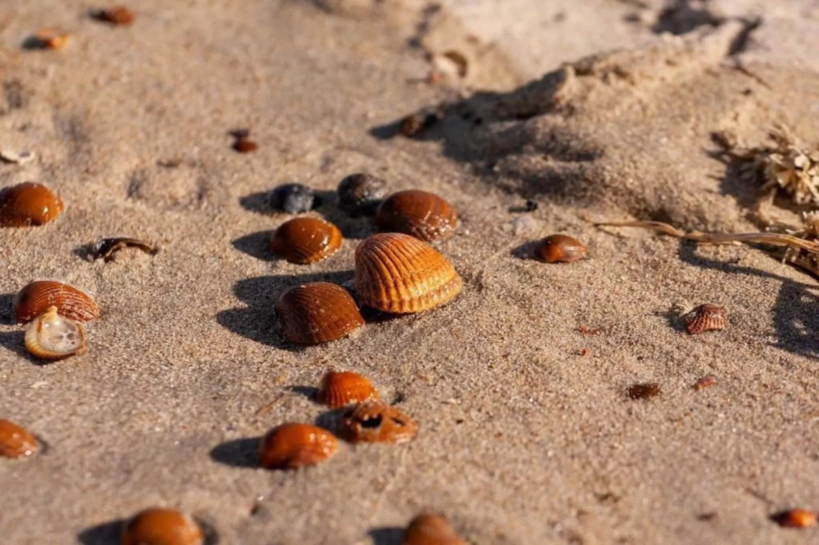Vakantiepark Beach Resort 2-Gebiete Sommer 20 km