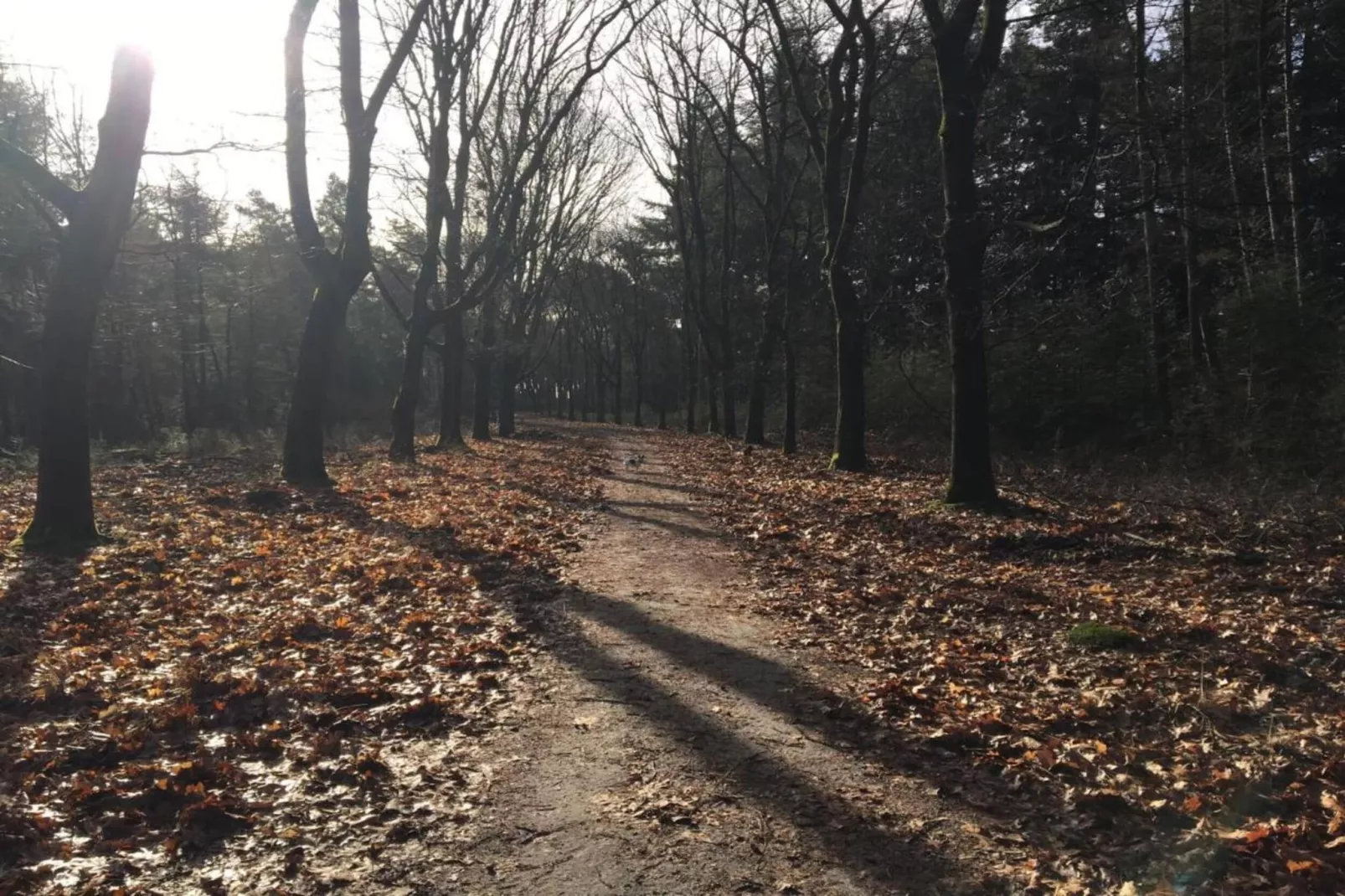 Dorpswoning In het Bos-Areas within 5km in summer