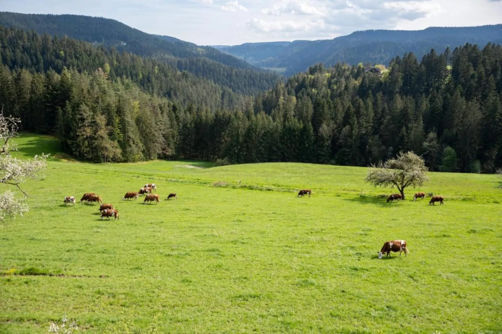 Im Ländle-Gebiete Sommer 20 km
