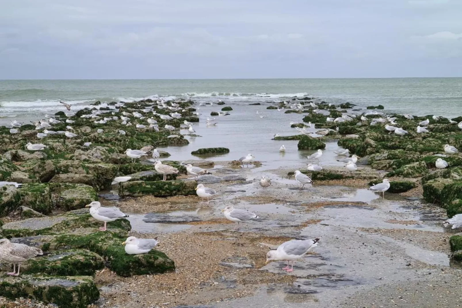 Seahouse 102-Areas within 1km in summer