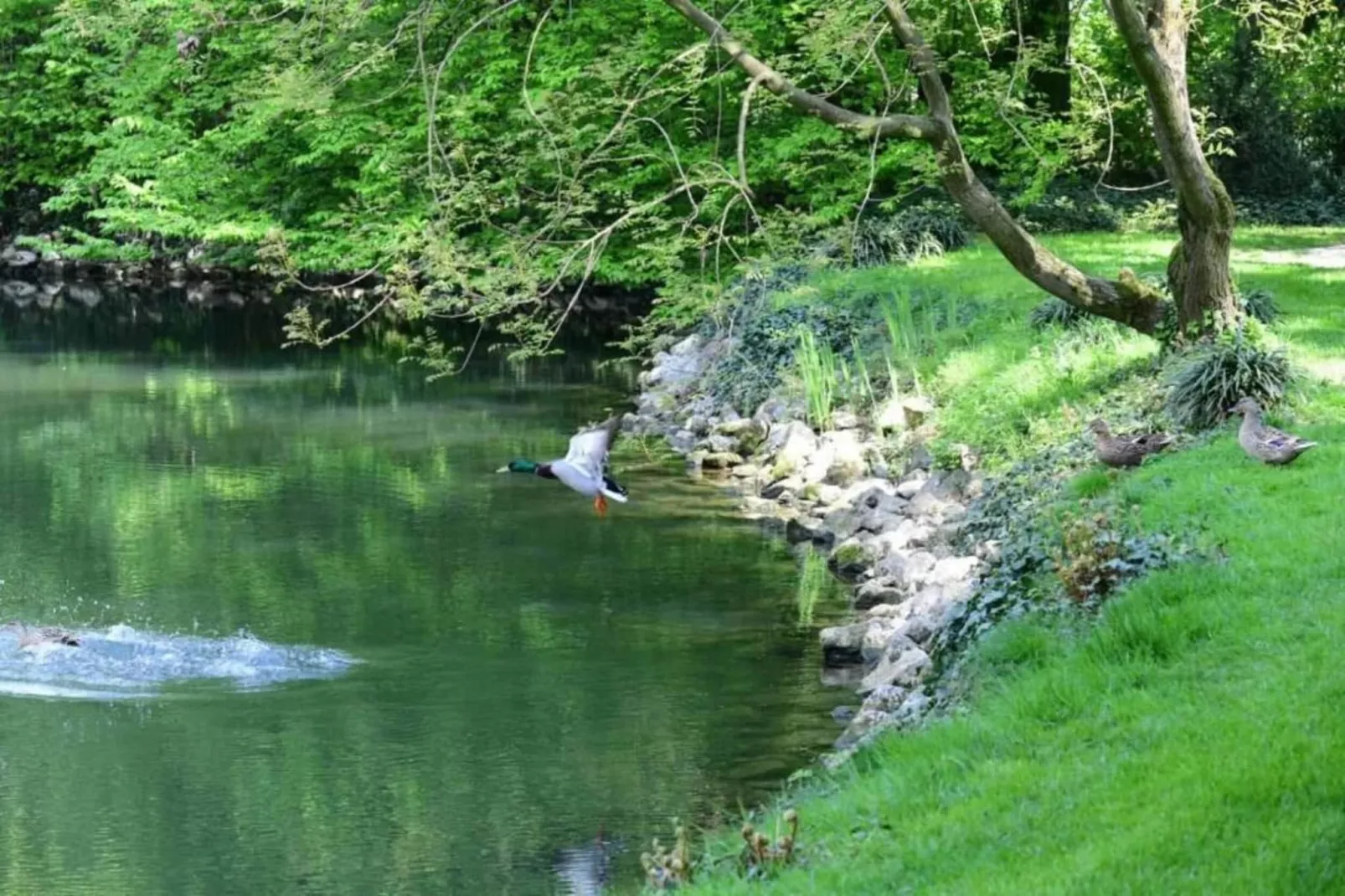 Violino Angelico 1-Areas within 20km in summer