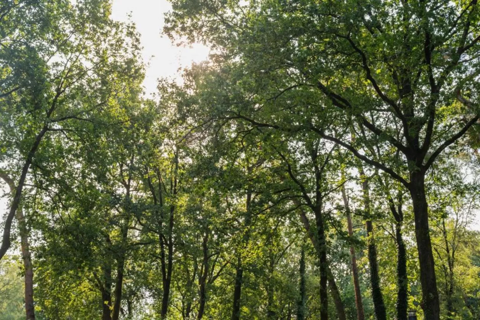 Vakantiepark De Rimboe & De Woeste Hoogte 42-Zones été à 5 km