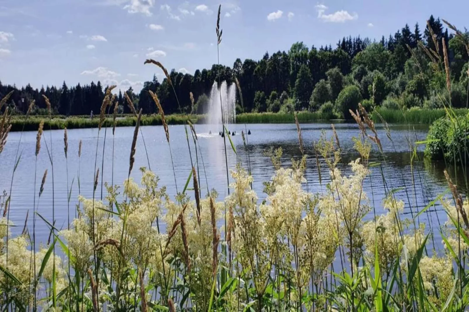 Ferienwohnung Bockwiese-Hahnenklee-Areas within 20km in summer