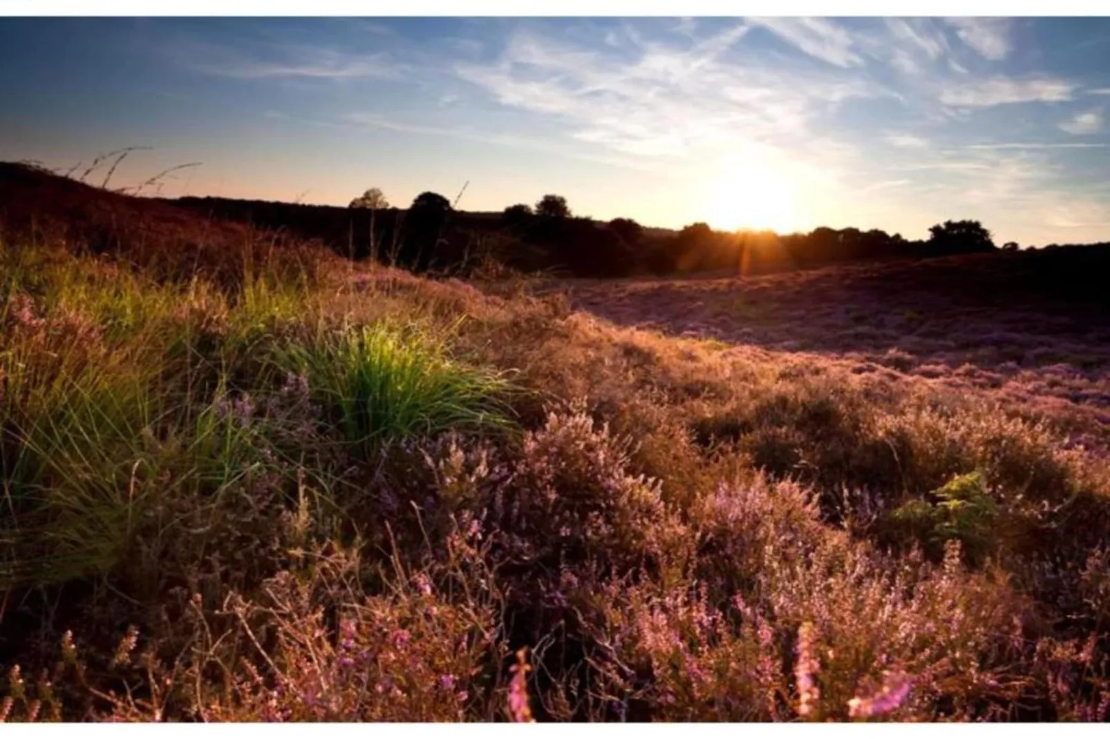 Dwergarend 17-25 - Gebiete Sommer 20 km