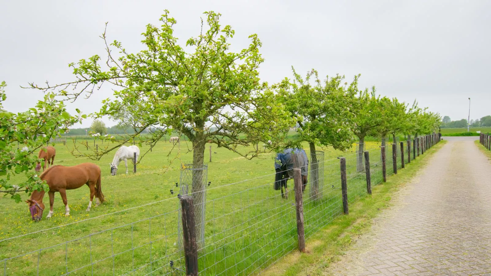 De Zwaluw-View summer