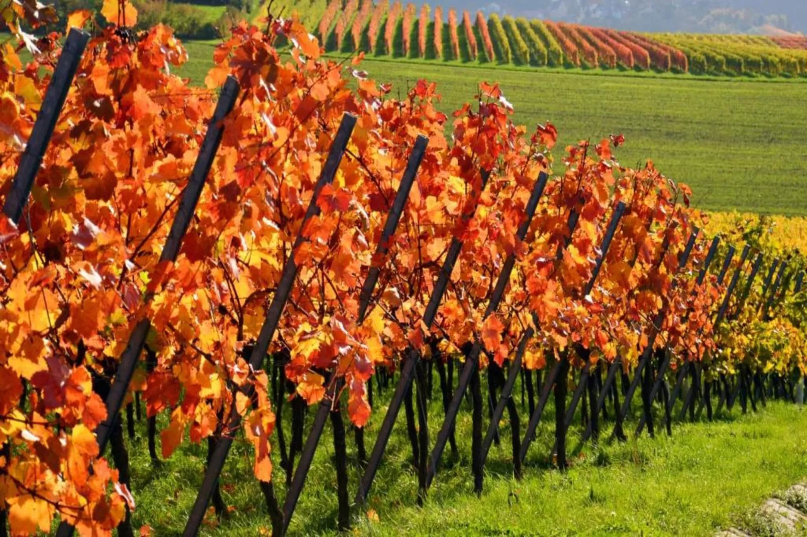 Van Gogh-Areas within 20km in summer