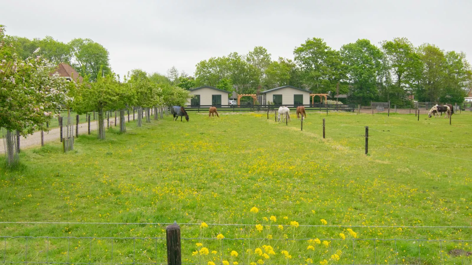 De Huismus-Areas summer 1km