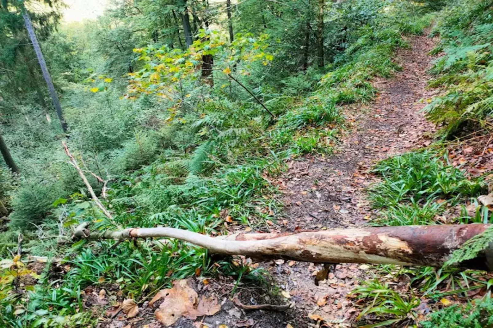 Auszeit Winterberg-Areas within 5km in summer