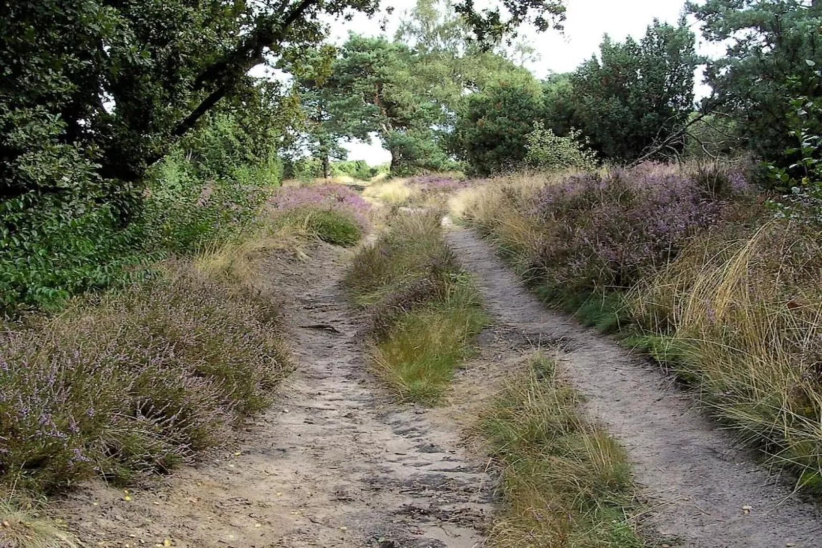 Vakantiepark Hellendoorn 6-Gebiete Sommer 5 km