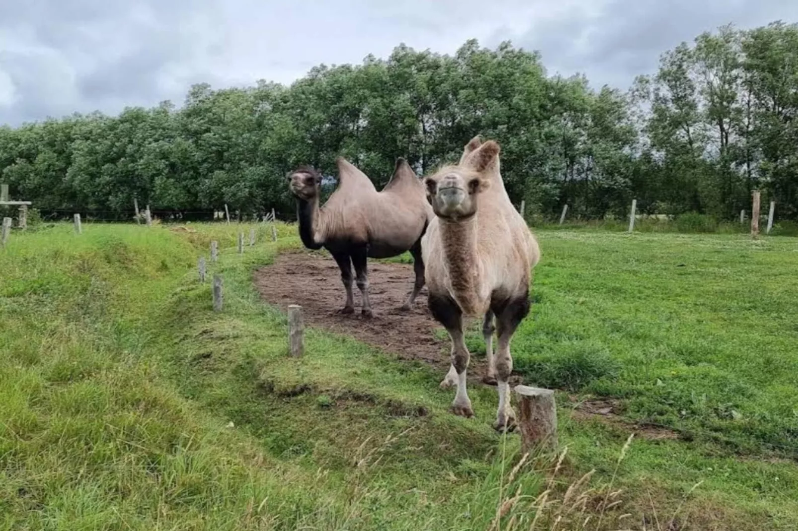 4 person holiday home in Grevinge-By Traum-Untagged