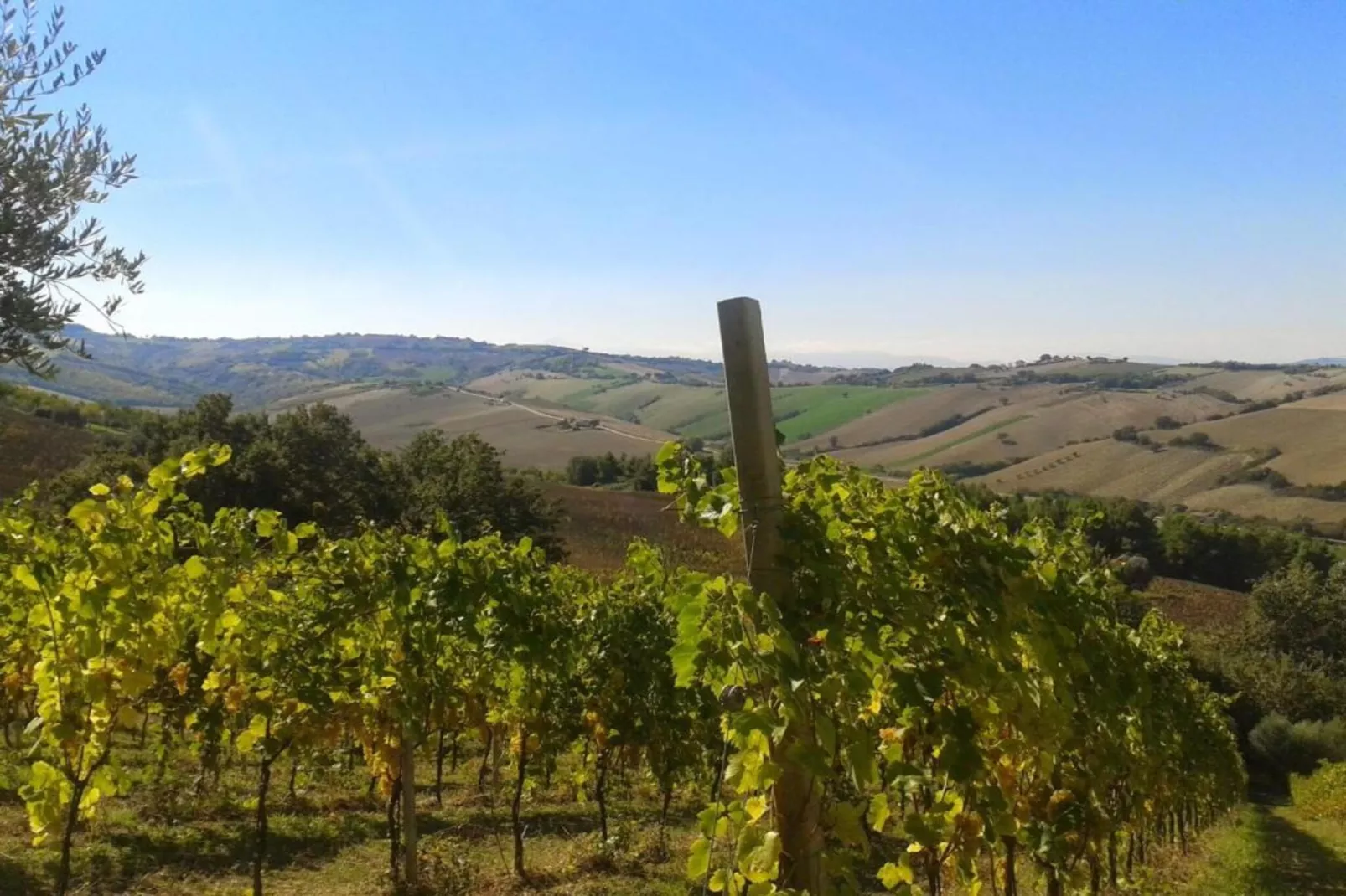 Olio-Areas within 20km in summer