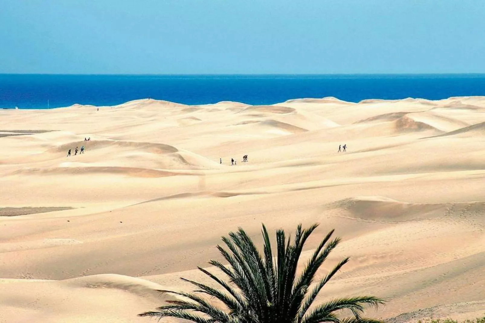 Tabaibas 14-Areas within 20km in summer