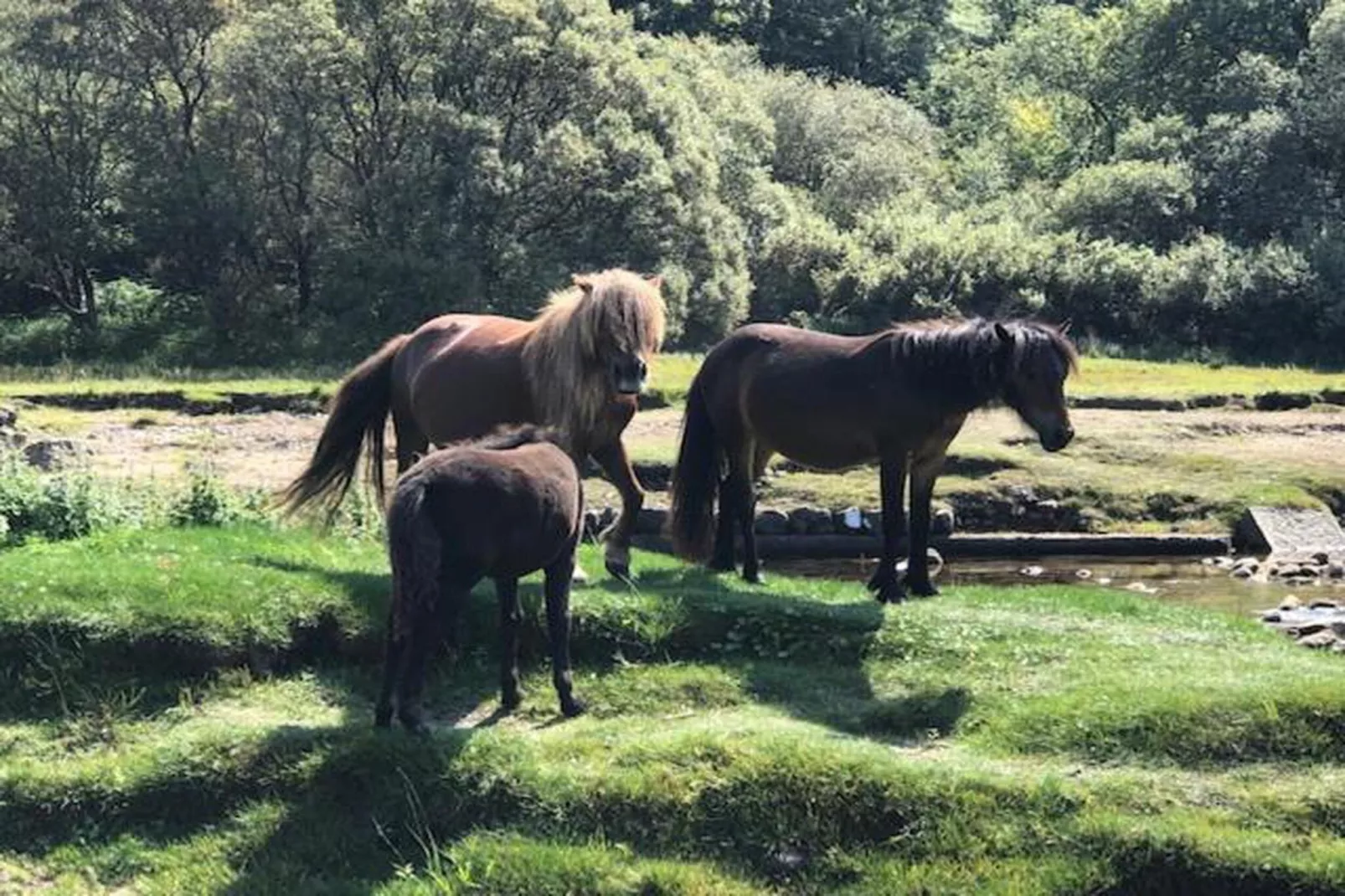 Little Dunley - Hazel-Gebiete Sommer 20 km