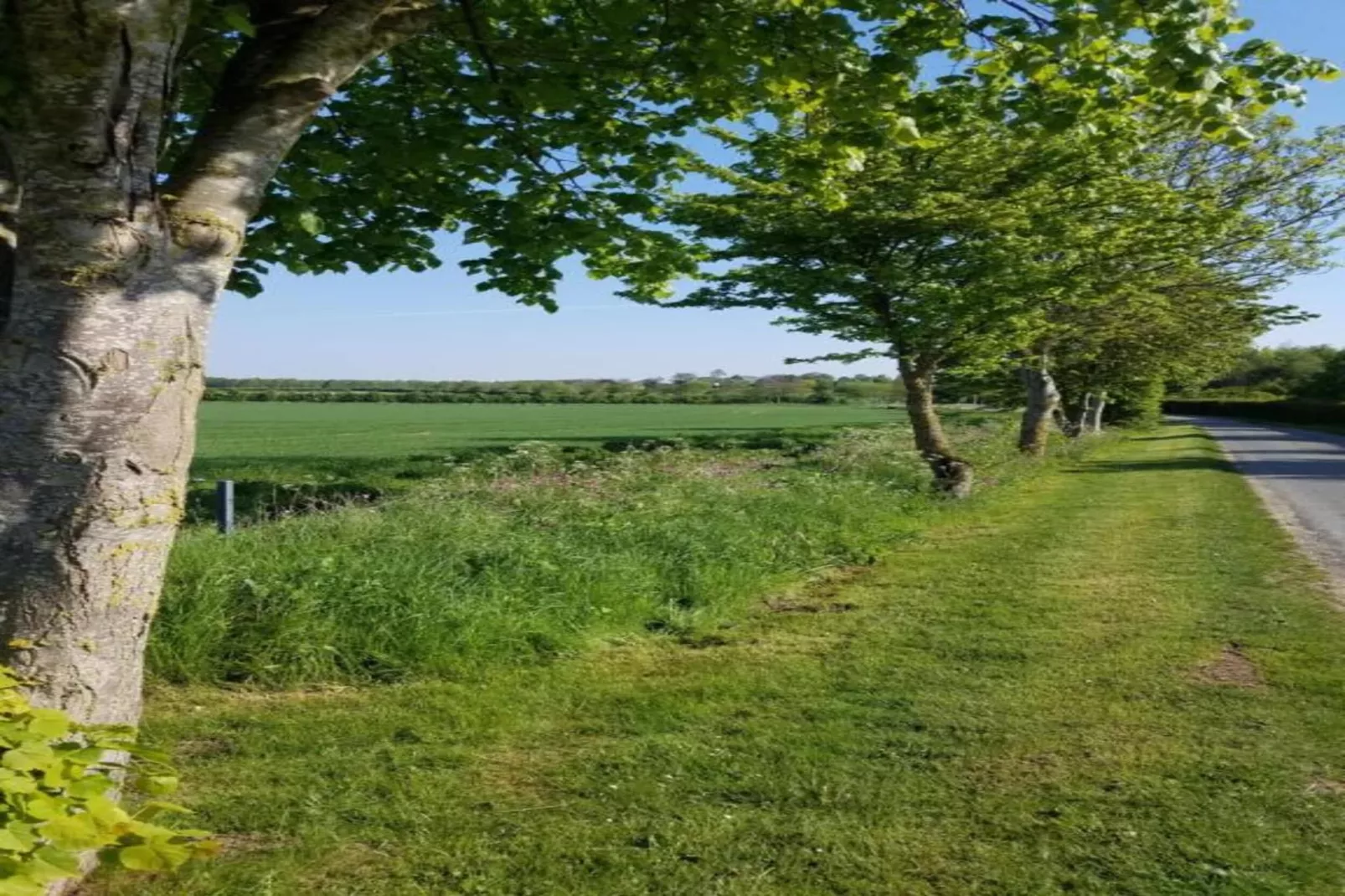 Wisteria at the Rookery-Gebiete Sommer 20 km