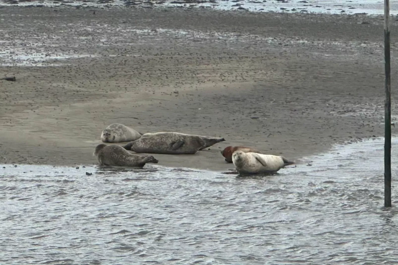 3 Personen Ferienhaus in Fanø-By Traum-Wasserblick