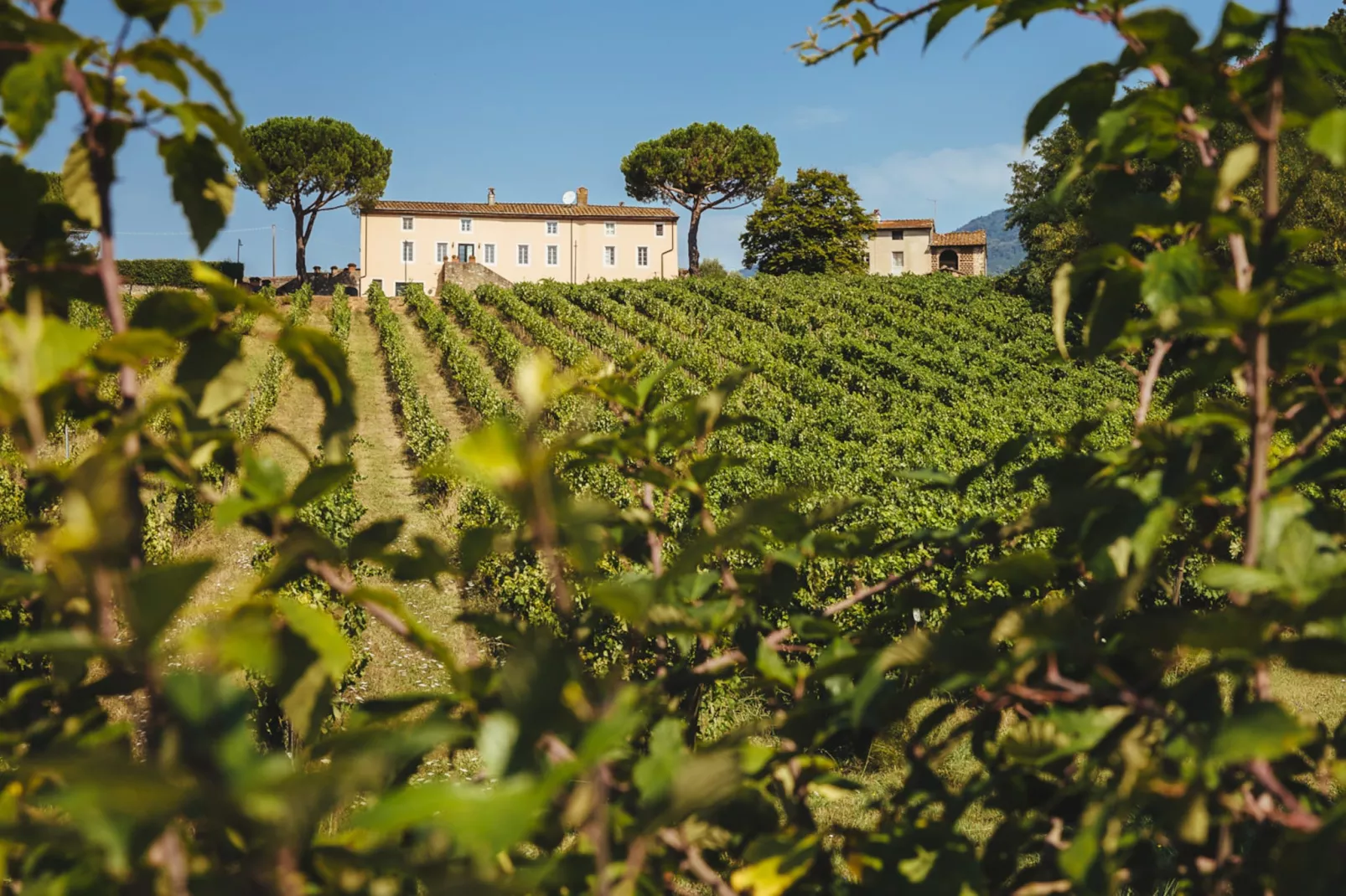 Fattoria Camigliano Wine Estate-Non tagué
