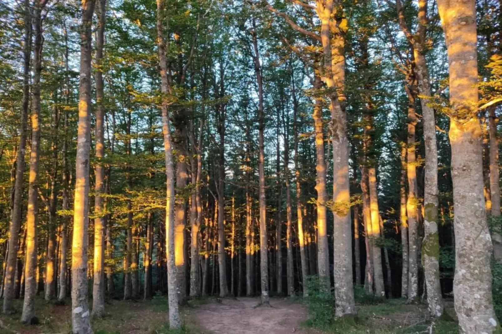 Villa Swing-Areas within 20km in summer