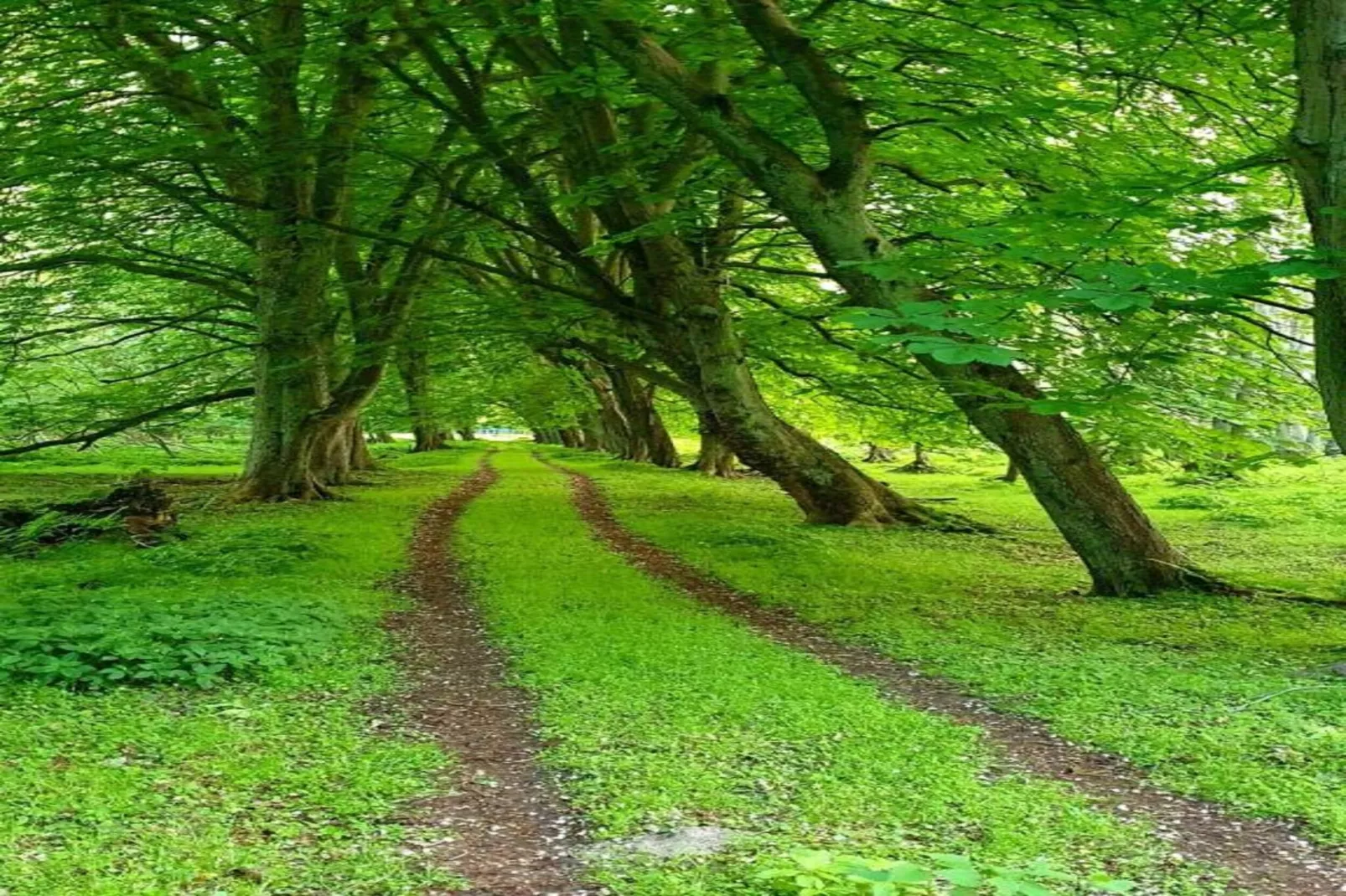 Wiesenblick-Zones été à 20 km