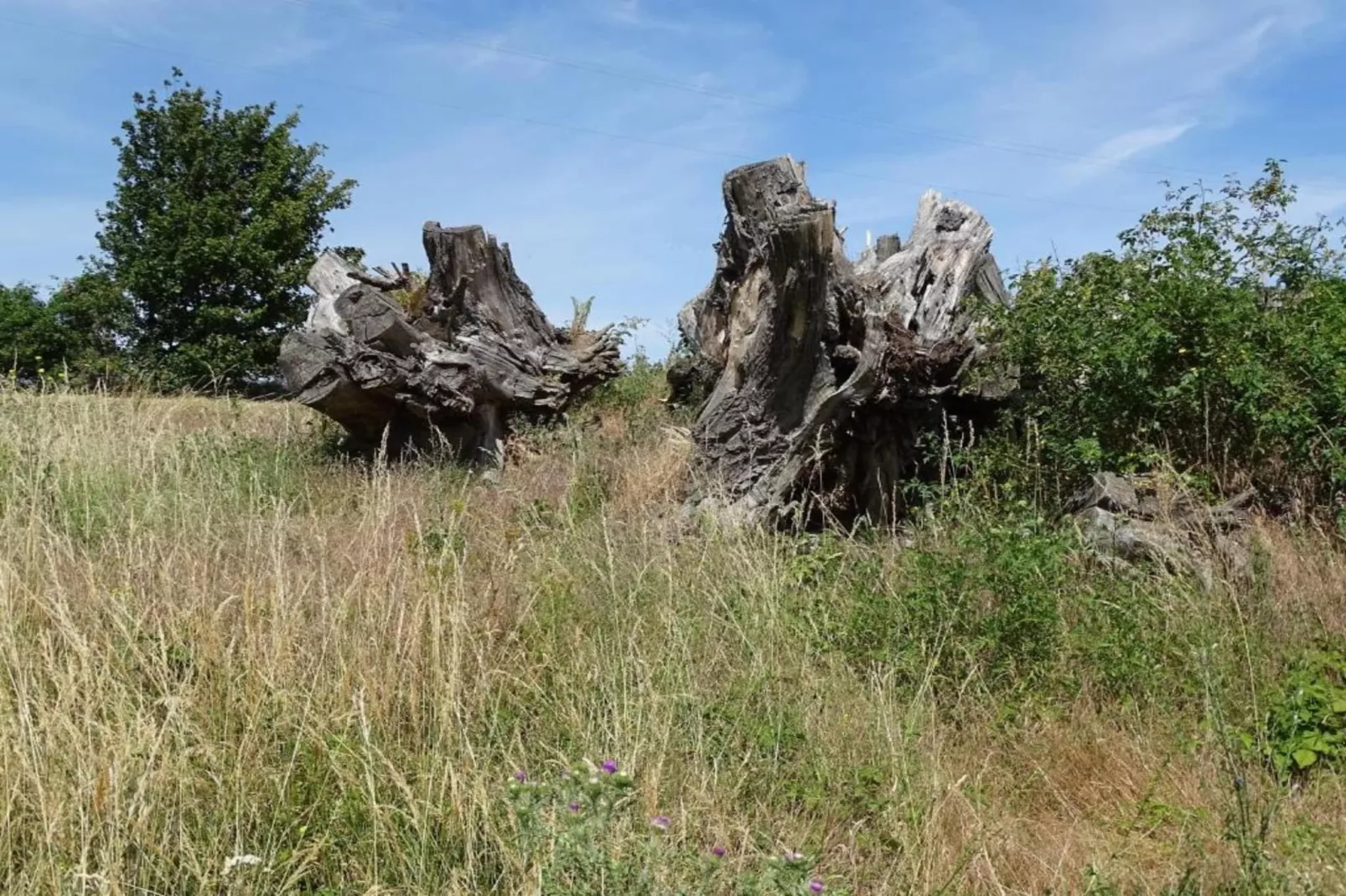 Zur Teufelsmauer-Areas within 5km in summer