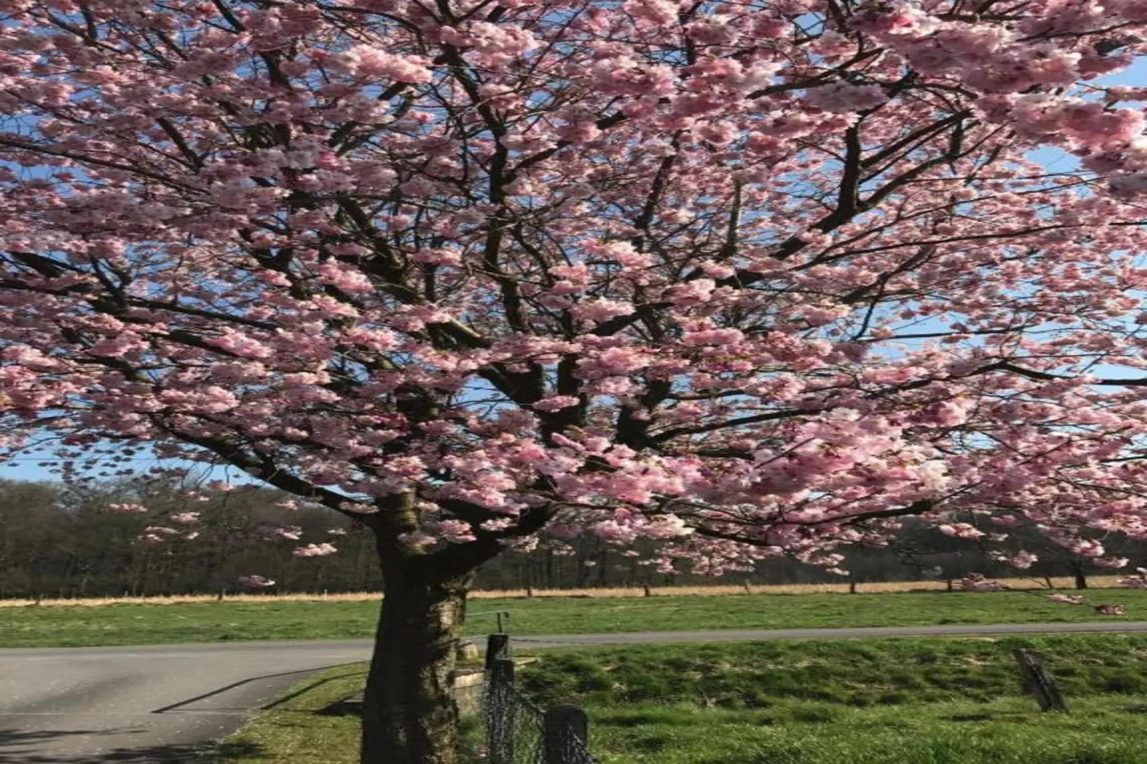 Ferienresort Bad Bentheim 9-Areas within 20km in summer