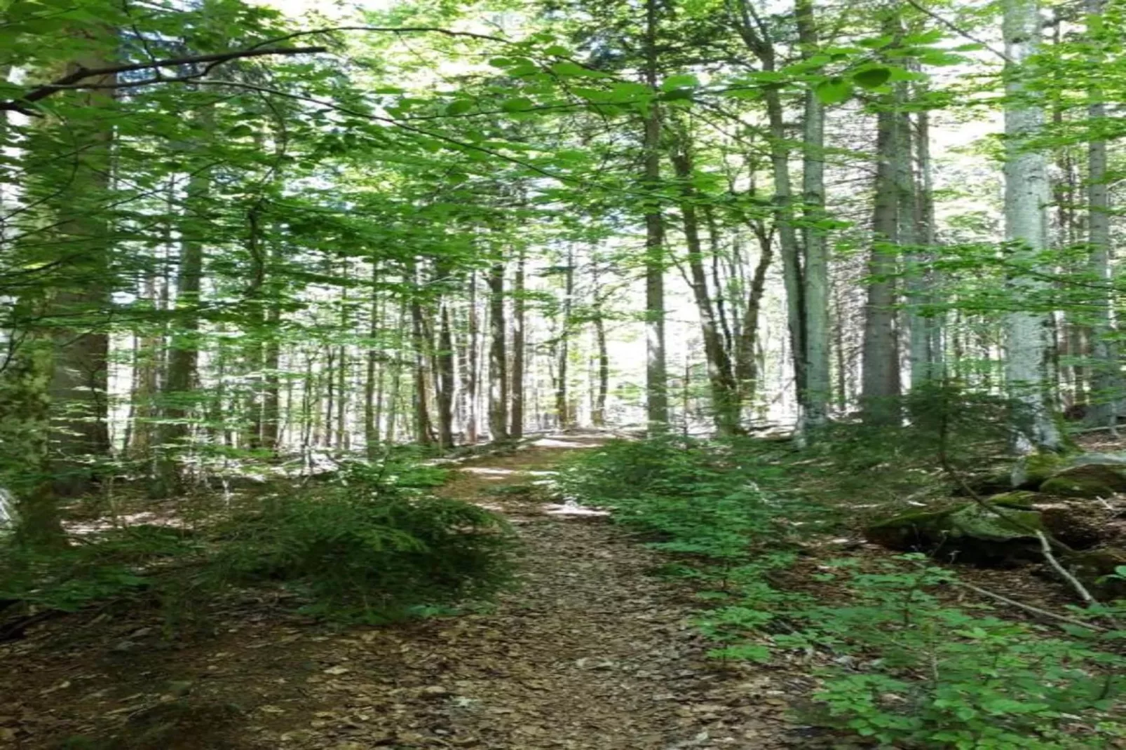 Feriendorf Waldbrunn 1-Gebiete Sommer 20 km