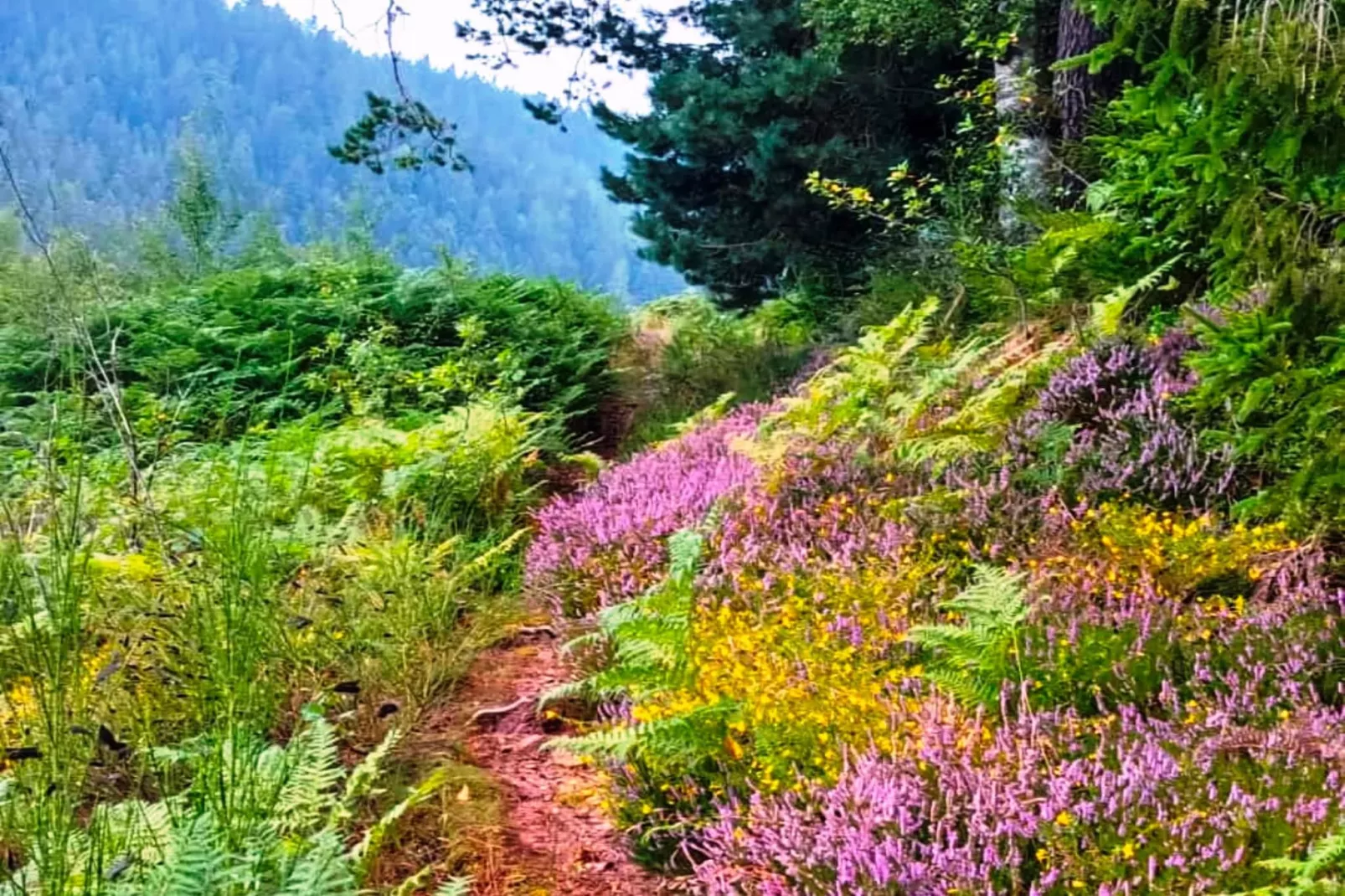 Schwarzwald