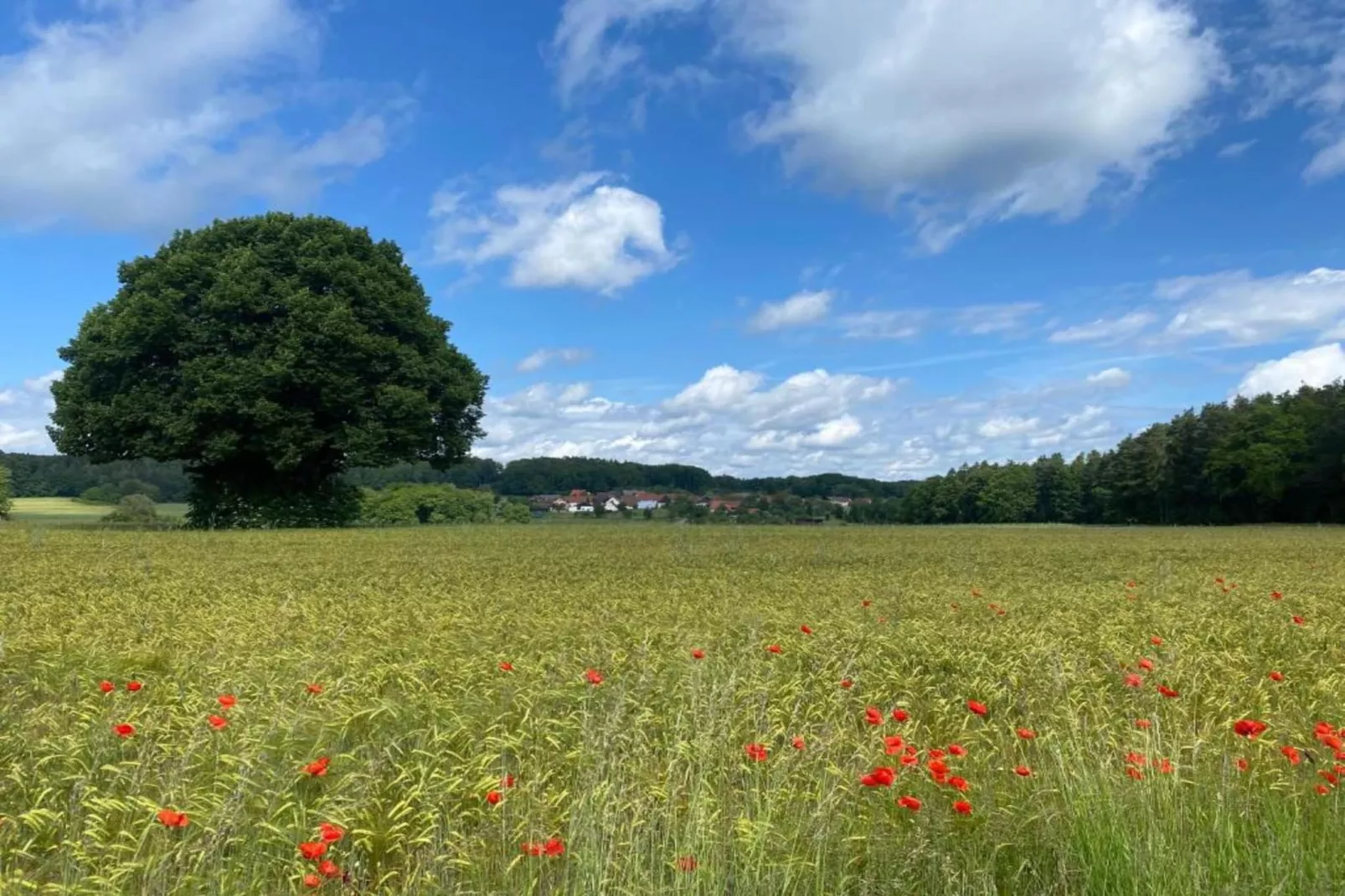 Has'n Res-Areas within 20km in summer