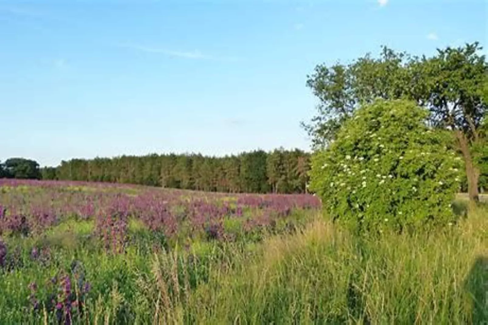 Ferienhaus in Wieda-Areas within 5km in summer