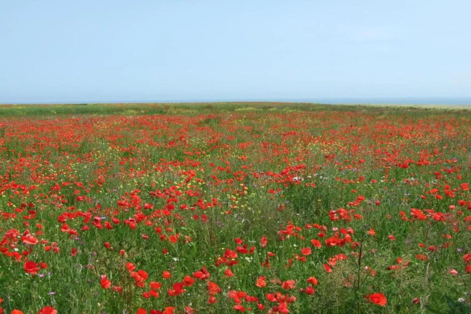 GUYBERNINE MER-Areas within 1km in summer