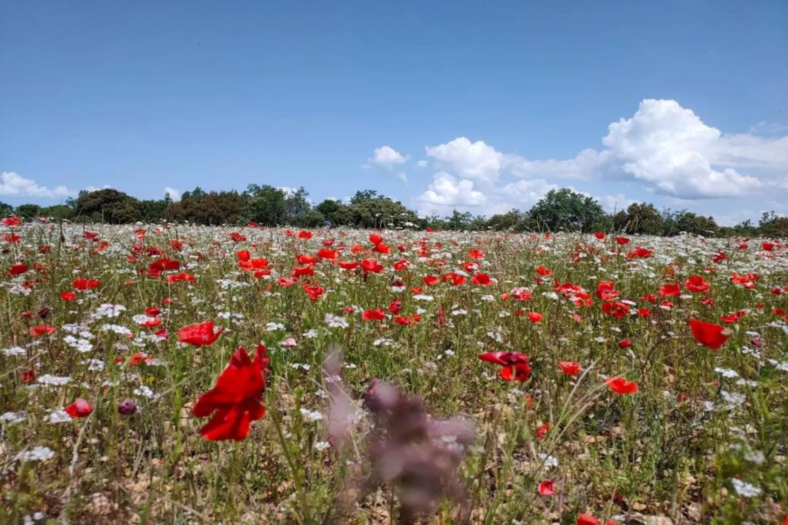 La Bastide des Chênes 2-Gebiete Sommer 20 km
