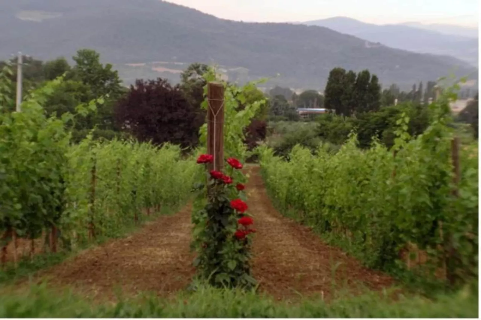 Villa Monte Acuto-Areas within 5km in summer