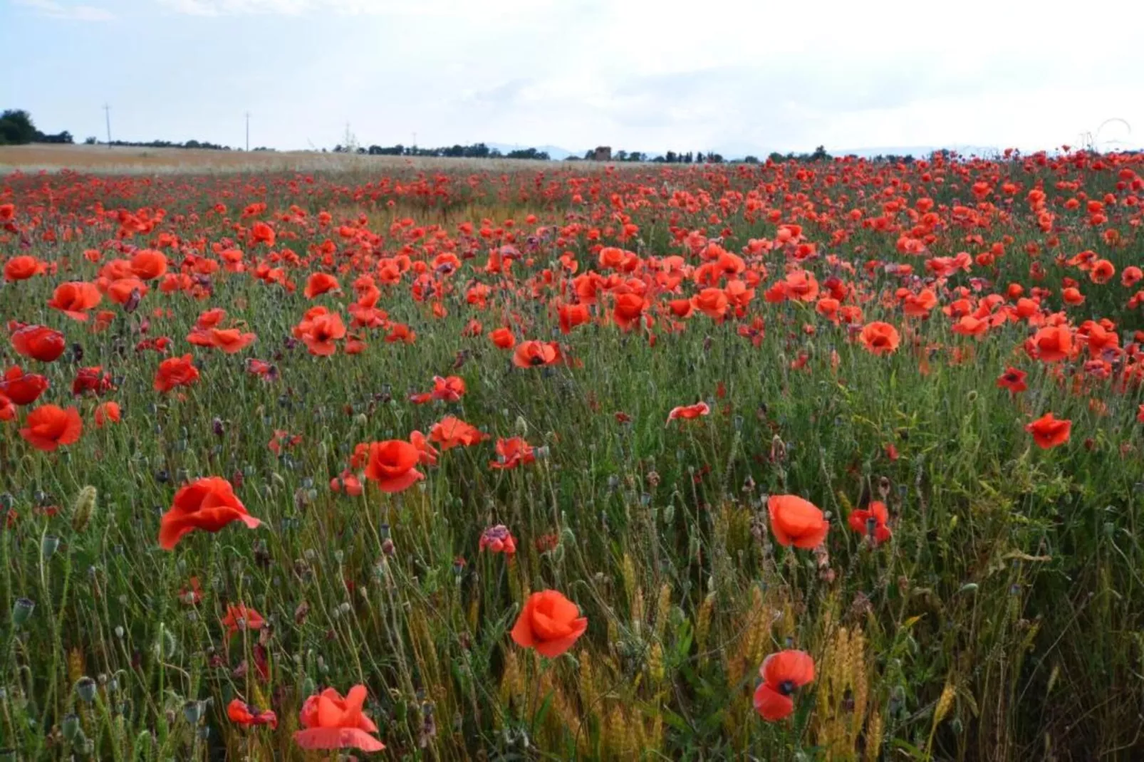 Luna Chiara-Gebiete Sommer 20 km
