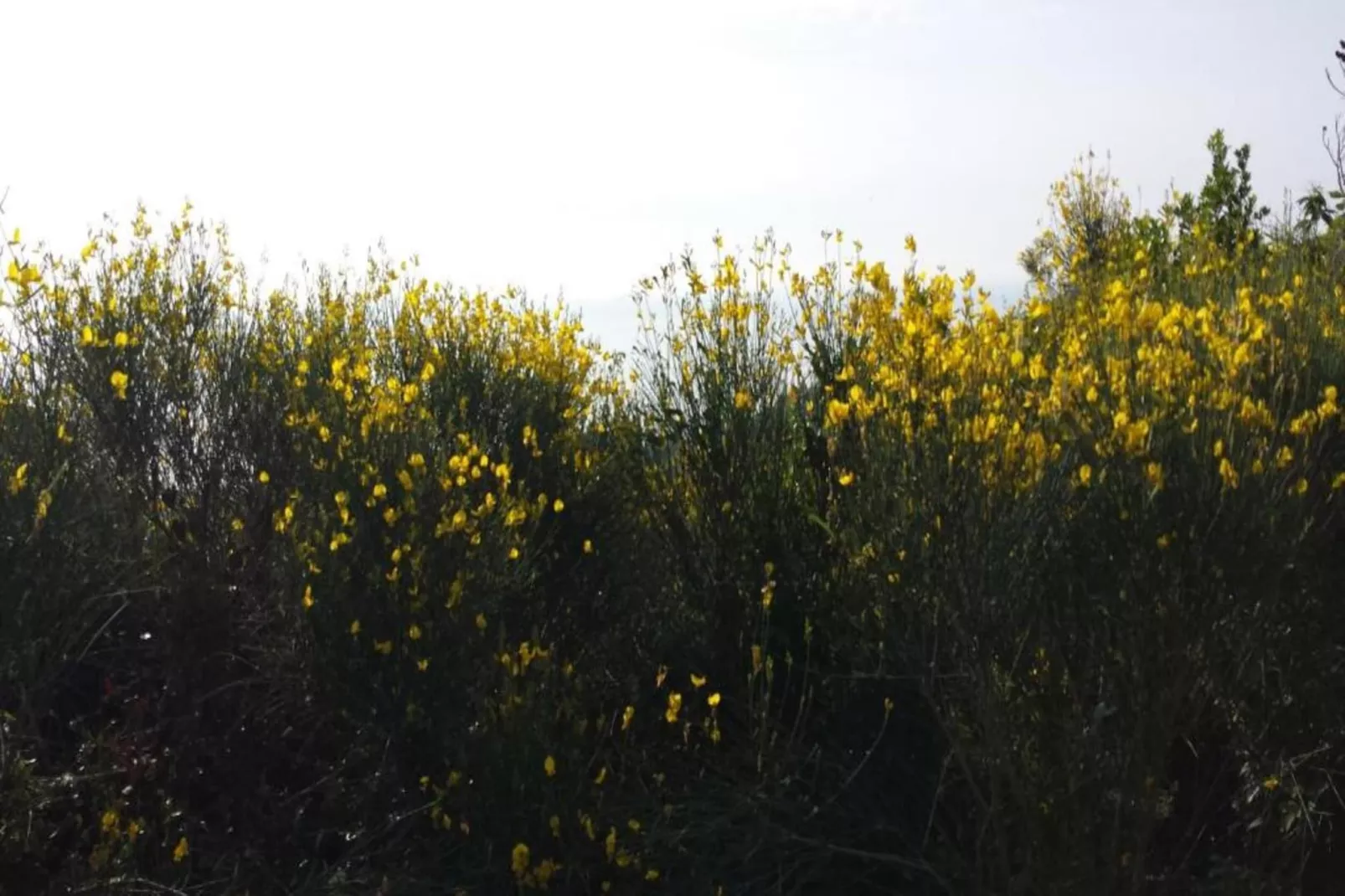 Nidino del Gufo-Areas within 20km in summer